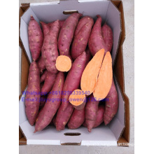 New Crop Food Grade New Crop Sweet Potato